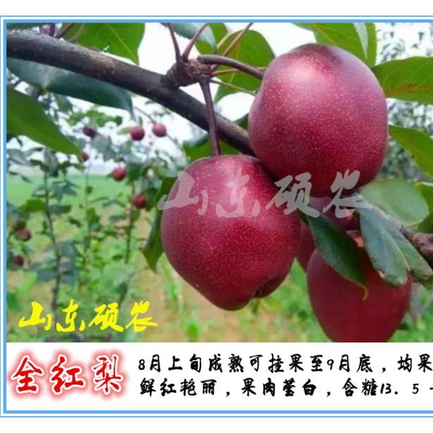 全红梨树苗  果面全红！红皮白肉！口感脆甜！