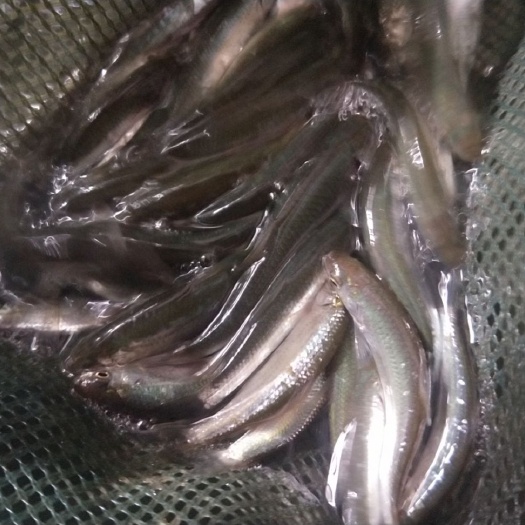 南宁鲮鱼鱼苗  长年供应，赤眼鱼，土鲮鱼，黄眼鲮鱼，麦鲮鱼场地直销，快大好养