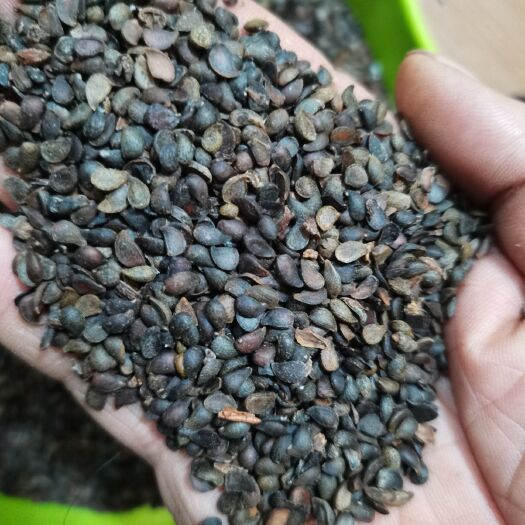 绛县批发加工杜梨种子