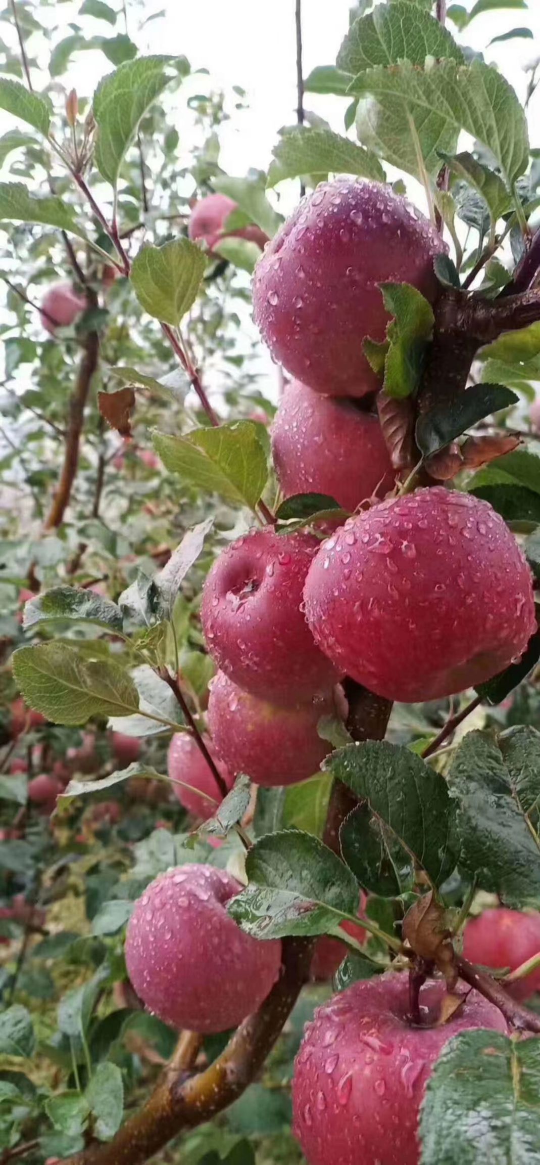 丽江高原蜂蜜糖心丑苹果！