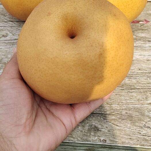 漯河 晚秋黄梨
