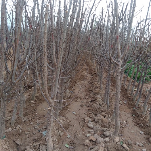 平邑县脆蜜一号枣苗  各种果树苗木