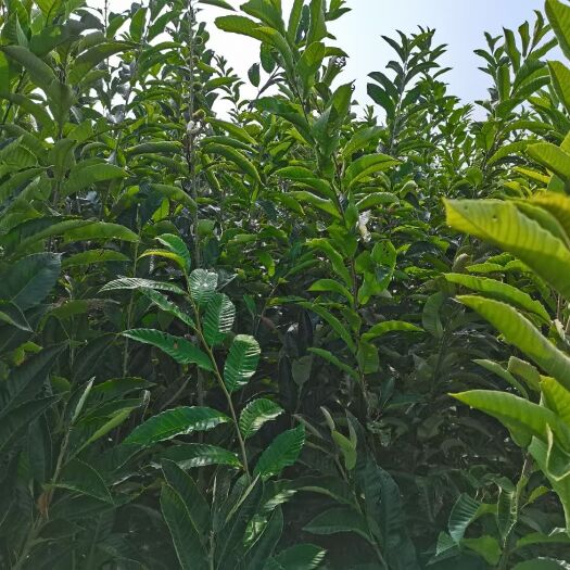 寿县板栗树苗 嫁接苗 1~1.5米 