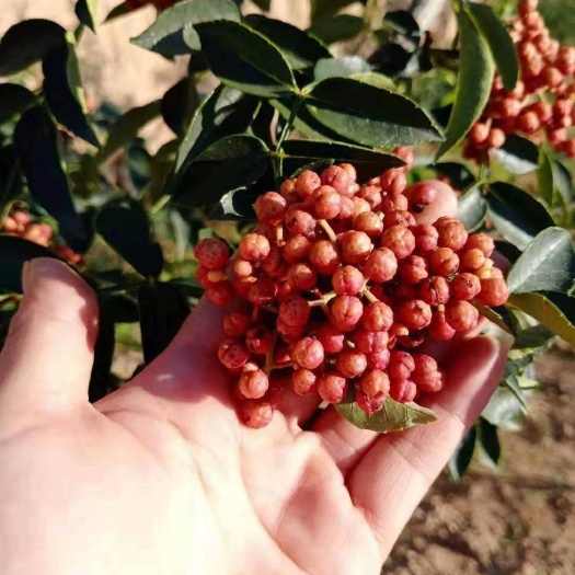 南强一号花椒苗  无刺花椒苗 花椒苗 无刺原苗 南墙一号