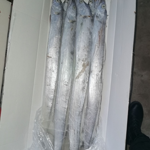 济南带鱼舟山，产地加工价格优惠，可以定制各种规格