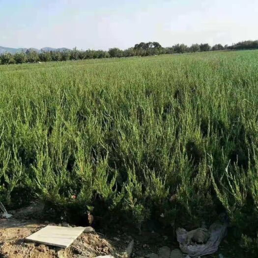 泰安小龙柏 大量出售龙柏