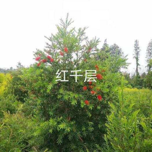 常州红千层