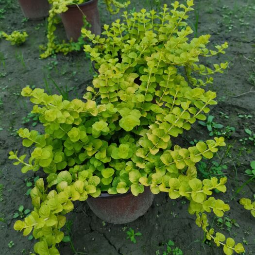 成都 金叶过路黄，金叶佛甲草，中国红，千鸟花，石竹…