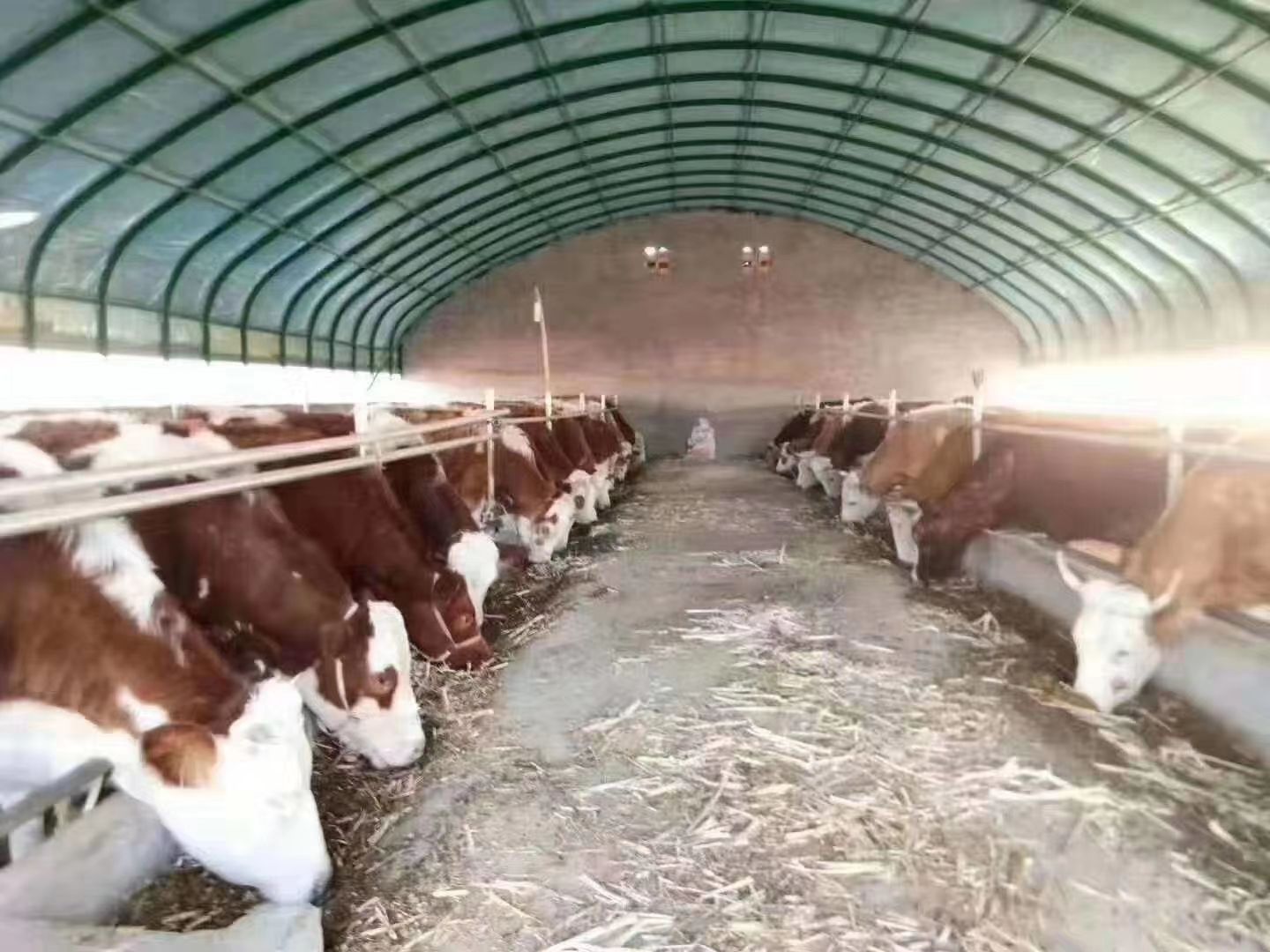 养殖大棚  钢管大棚 养殖鸡鸭鹅猪牛羊大棚 包塑管大棚，椭圆