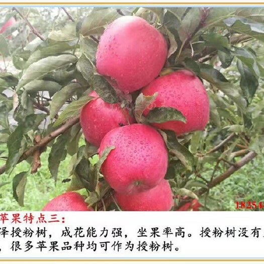 泰安鲁丽苹果苗  早熟   全红  免套袋