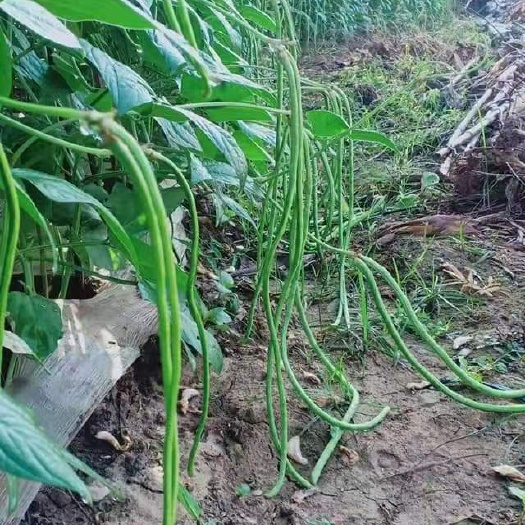 耿马县长豇豆 大量新鲜长虹豆出售