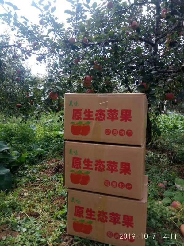 昭通苹果  昭通缔一美苹果，天然美，才是真的好，