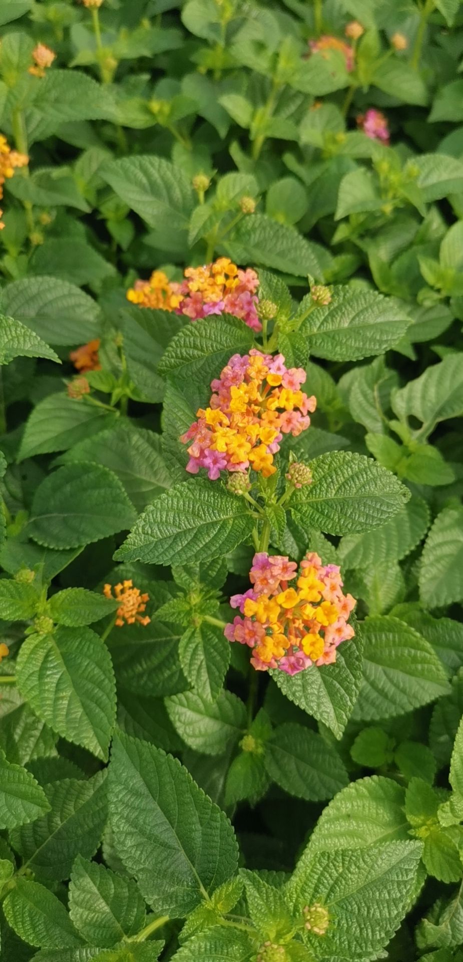 马缨丹盆栽  五色梅漳州种植基地，中袋大袋大量上市。