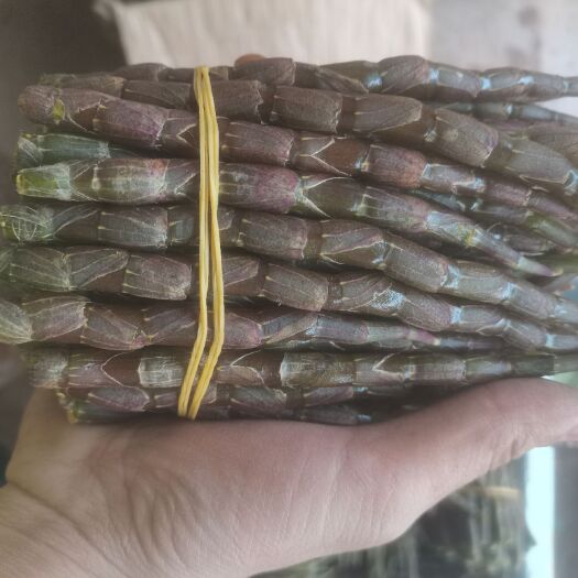 深圳新鲜铁皮石斛粗条
