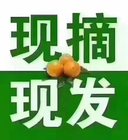 怀集县正宗德庆皇帝柑，清甜爽口多汁你一定要试试，接单中~一件代发