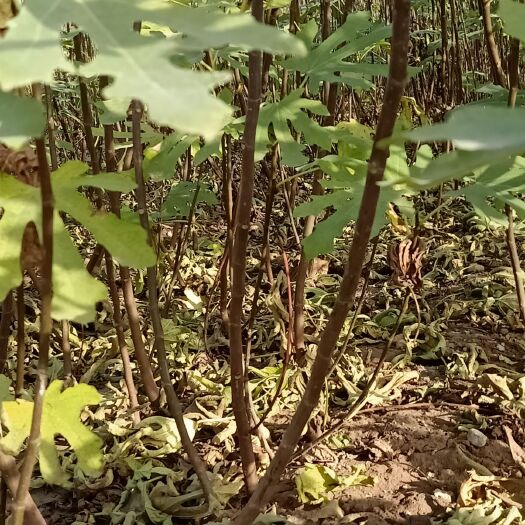 平邑县红心无花果苗 无花果树苗，盆栽地栽都可以，适合南北方栽种，果实香甜可口