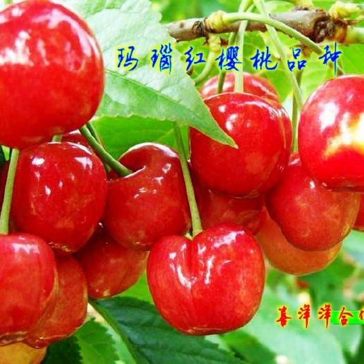 大方县红灯樱桃苗  红灯樱桃，车厘子，美早，齐早，玛瑙红，俄罗斯8