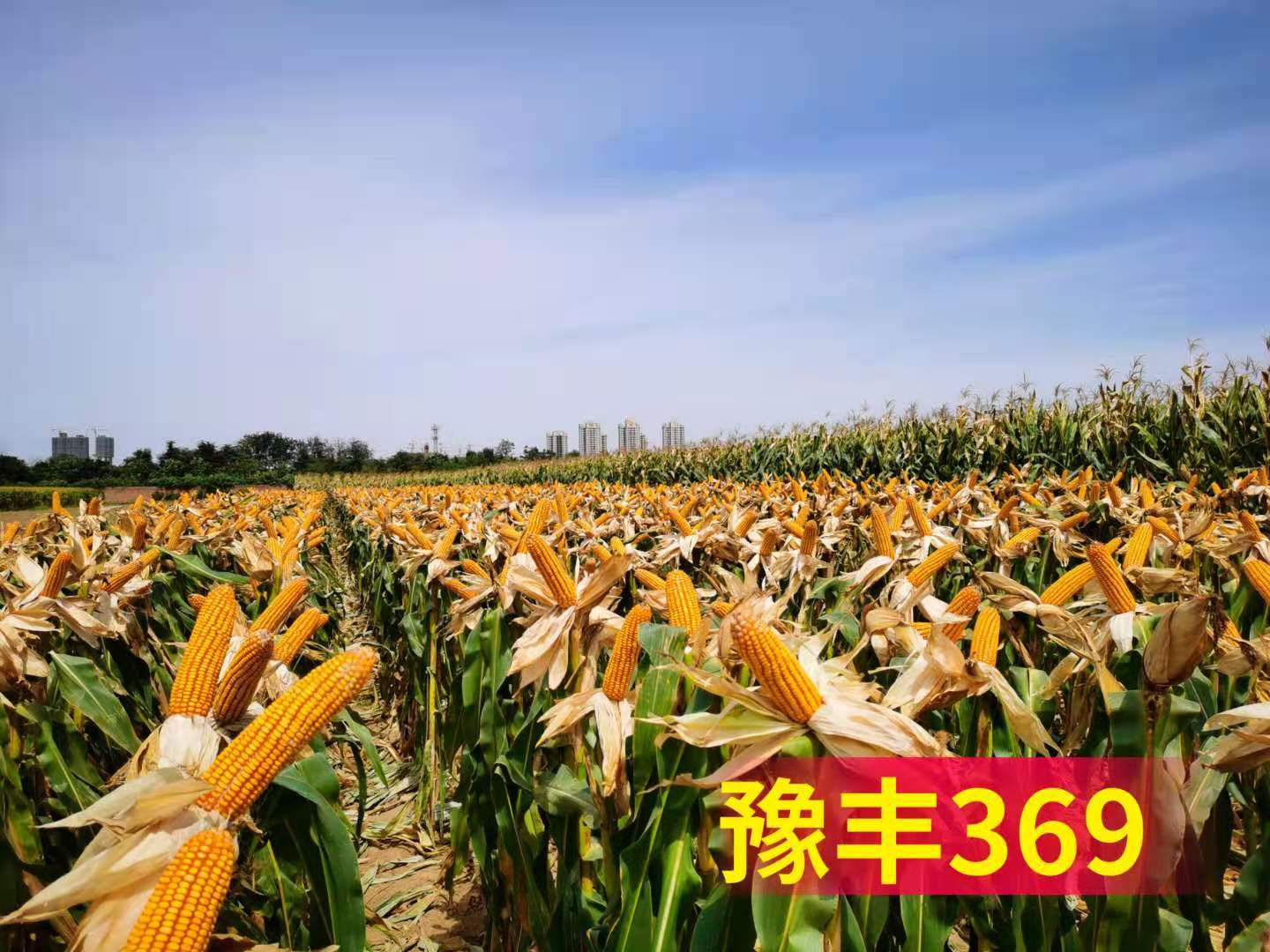 豫丰369  丰收年年有；两亩顶三亩  咋算咋划算!