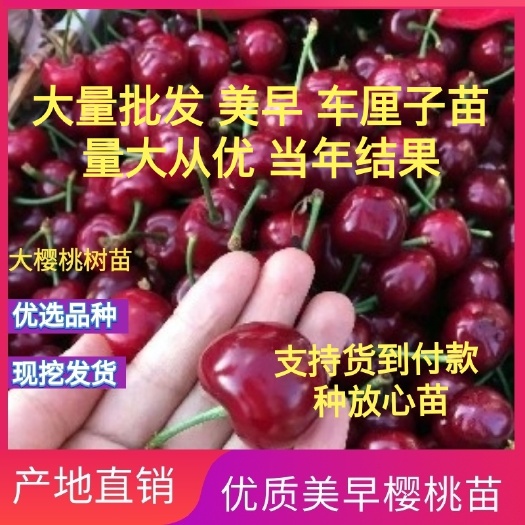 大方县美早苗  樱桃树苗 美早 红妃 玛瑙红  带花芽带土球发货