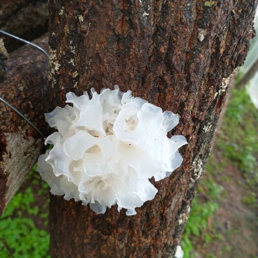 【耳农直销】通江银耳 椴木银耳小朵 雪耳 胶质浓厚新货