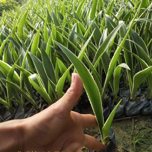 漳浦县 龙舌兰漳州龙舌兰种植基地大量上市