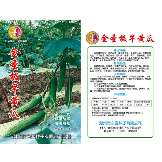 潮州金圣极早黄瓜  早黄瓜黄瓜，节节有瓜