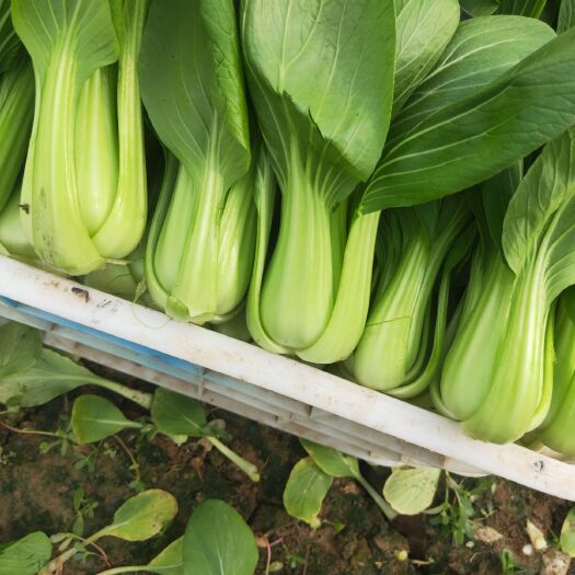 平山县 油机快菜大头菜油机花大量上市
