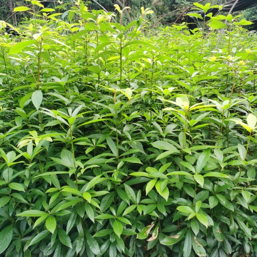 奉新县供应一年二年金丝楠木杯苗
