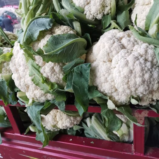 新野县白花菜花  青埂白面散花大量上市中，质量好价格低有需要的可联