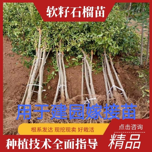 荥阳市石榴苗  软籽石榴树苗 突尼斯软籽石榴树苗  红如意石榴苗