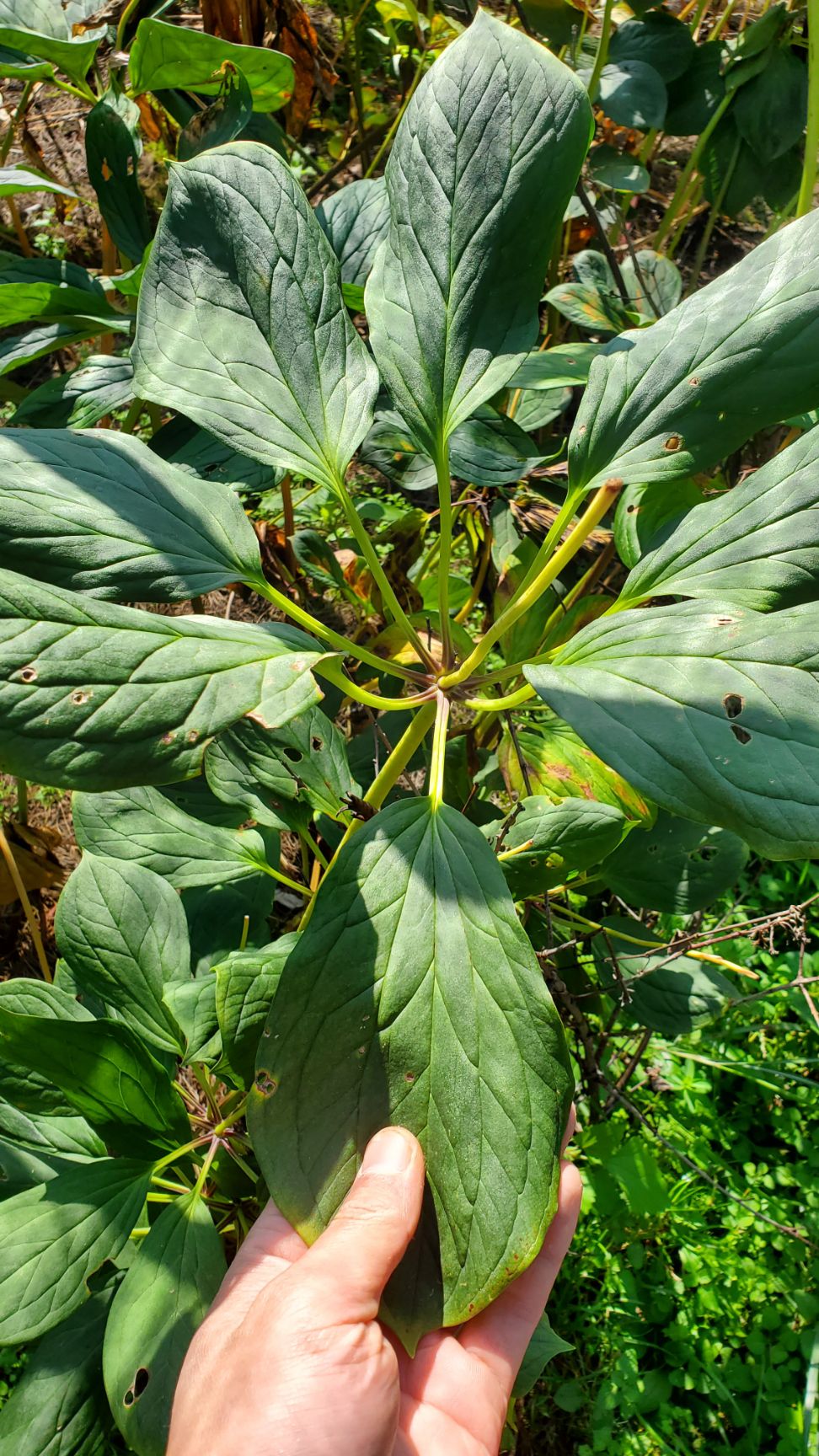 [滇重楼批发]云南高杆滇重楼鲜块茎/矮干滇重楼鲜货价格193元/斤