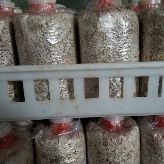 嵩明县云南昆明市嵩明县红托竹荪菌种，免费技术指导，