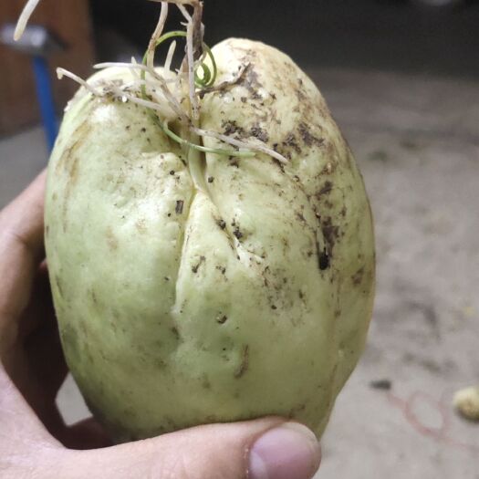 靖西市绿皮佛手瓜 