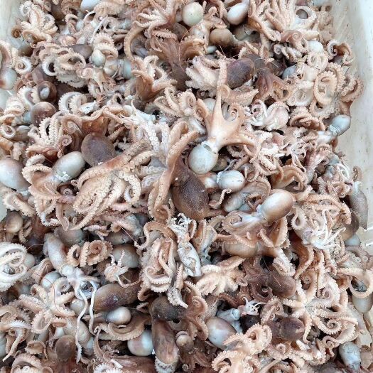 滨州章鱼  短腿八爪鱼