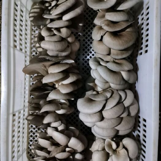 莘县鲜平菇  平菇出售，量大质优，