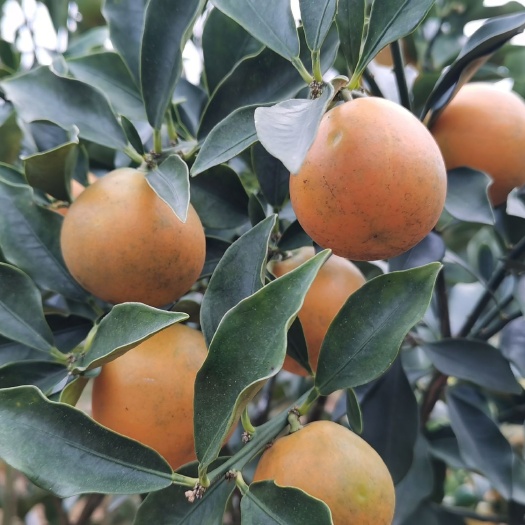 融安县脆蜜金桔 5-6cm 1两以下 