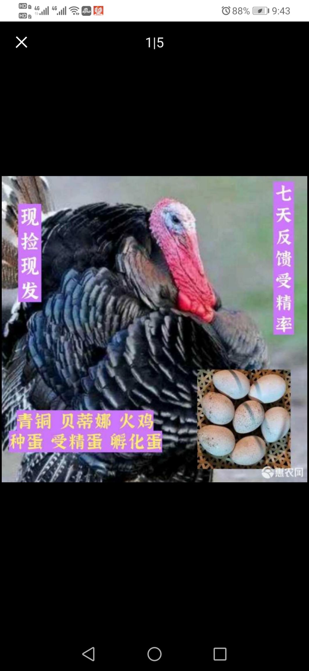 永州火鸡蛋  火鸡种蛋，受精蛋，可孵化优质青铜贝蒂娜尼古拉包邮包路损受精