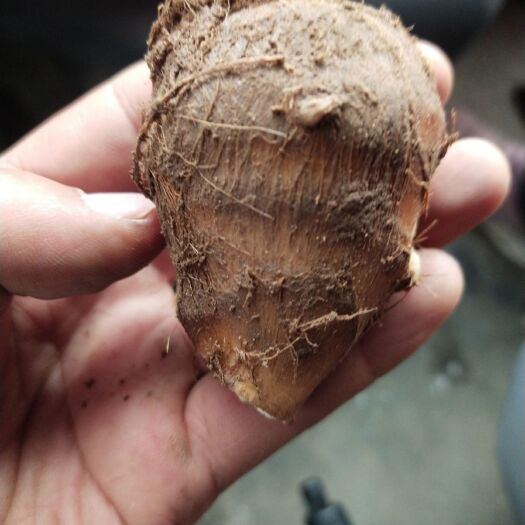 芋头种子 6cm以上 