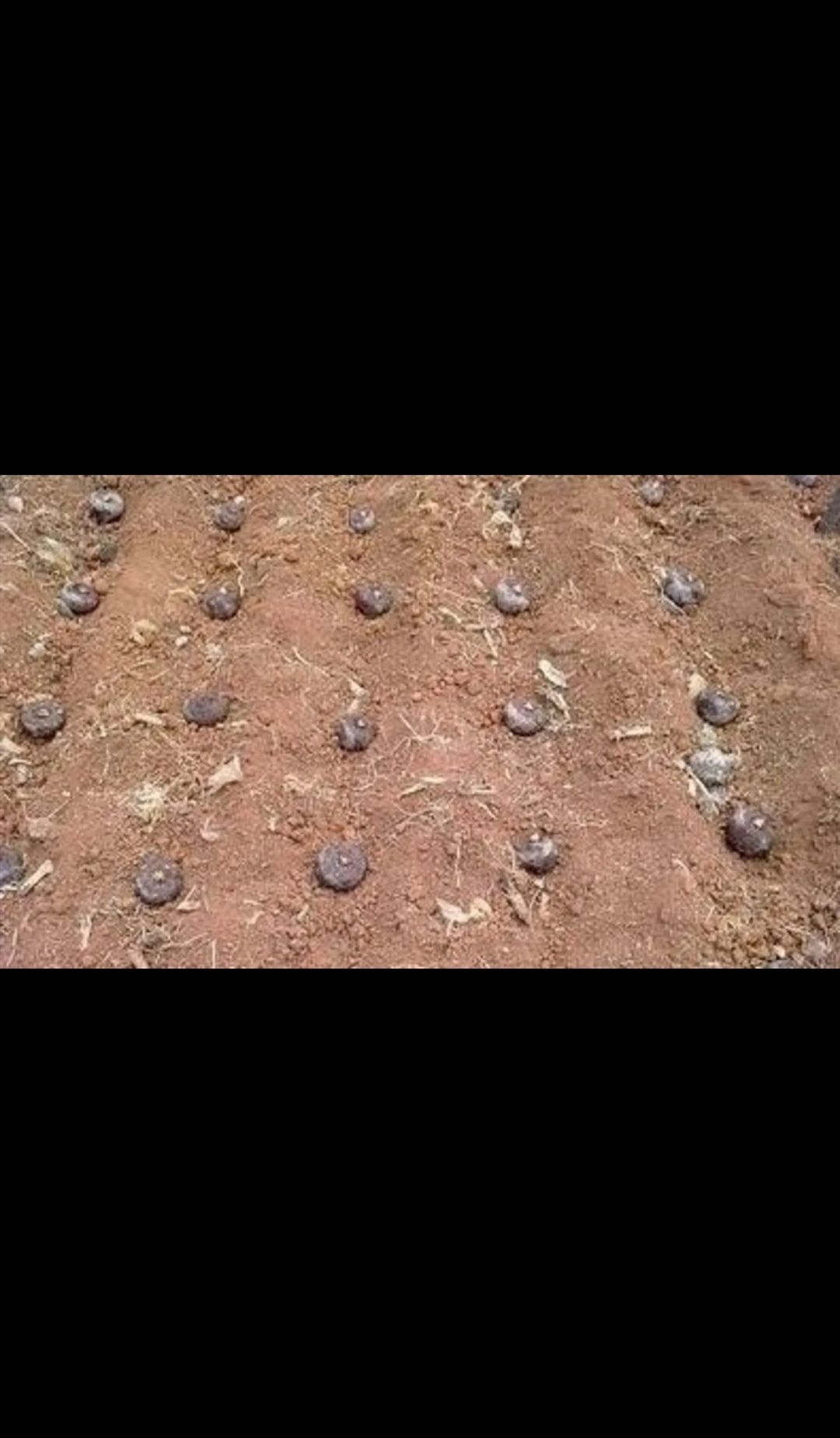 魔芋种子，100-200克魔芋种子，拳头大小，全国发货