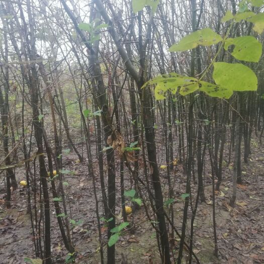枣阳市 木瓜树量大