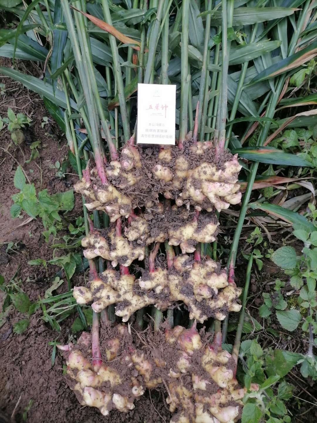 广西隆林小黄姜