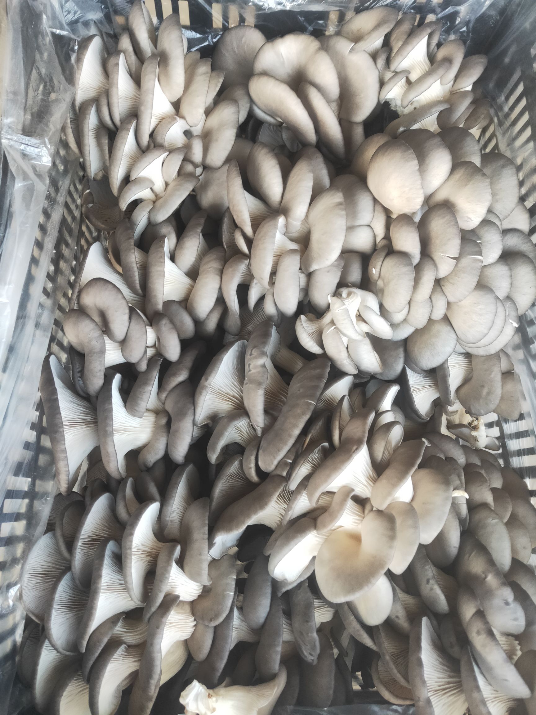 鲜平菇蘑菇出售中质优价廉一件批发
