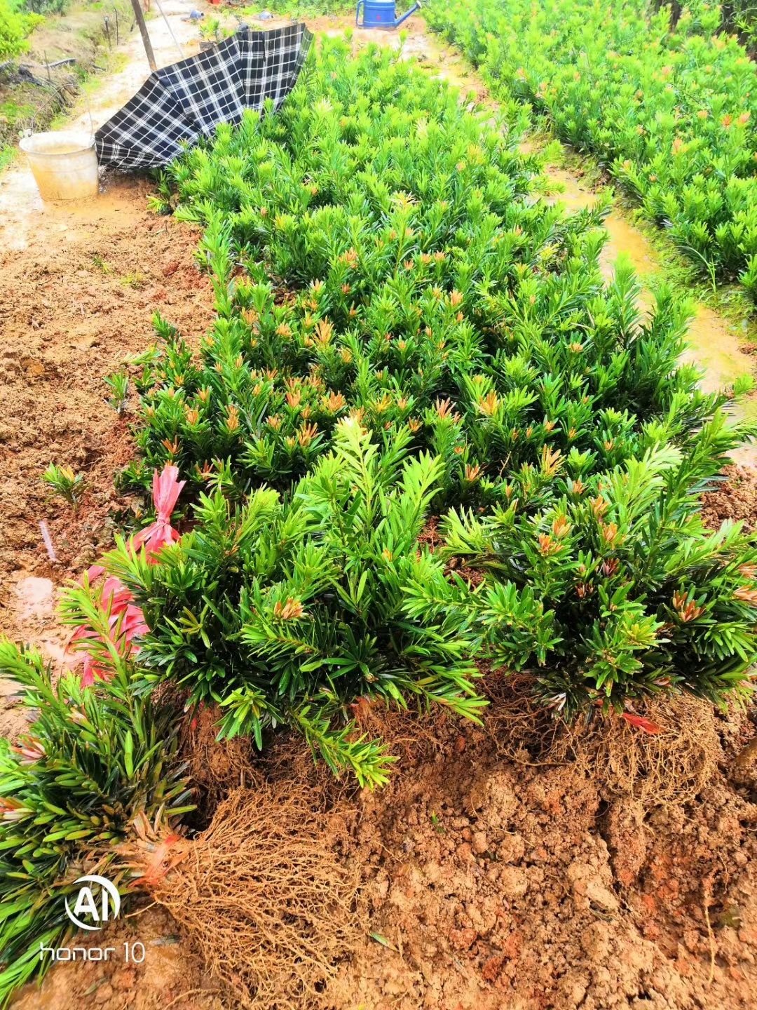 雀舌罗汉松  罗汉松苗