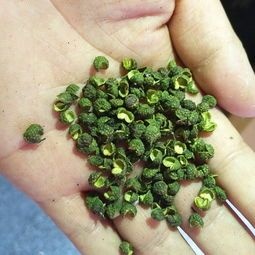 关岭县青花椒  代收九叶青干花椒