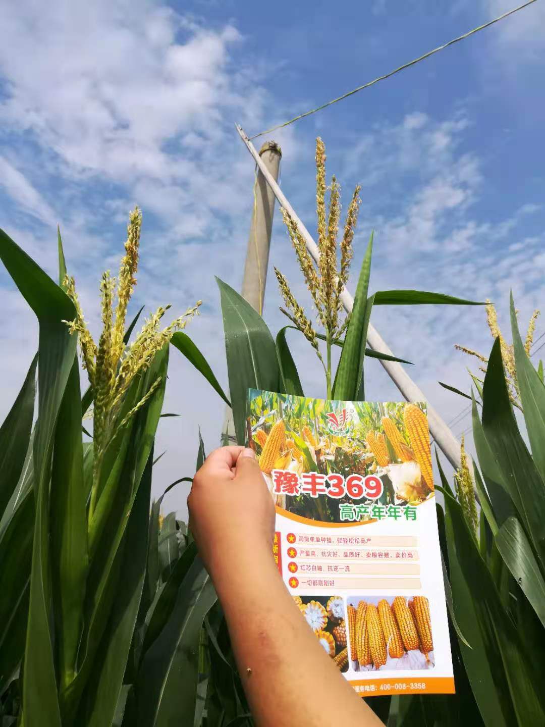 豫丰369  丰收年年有；两亩顶三亩  咋算咋划算!