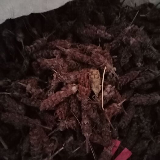 印江县夏枯草 