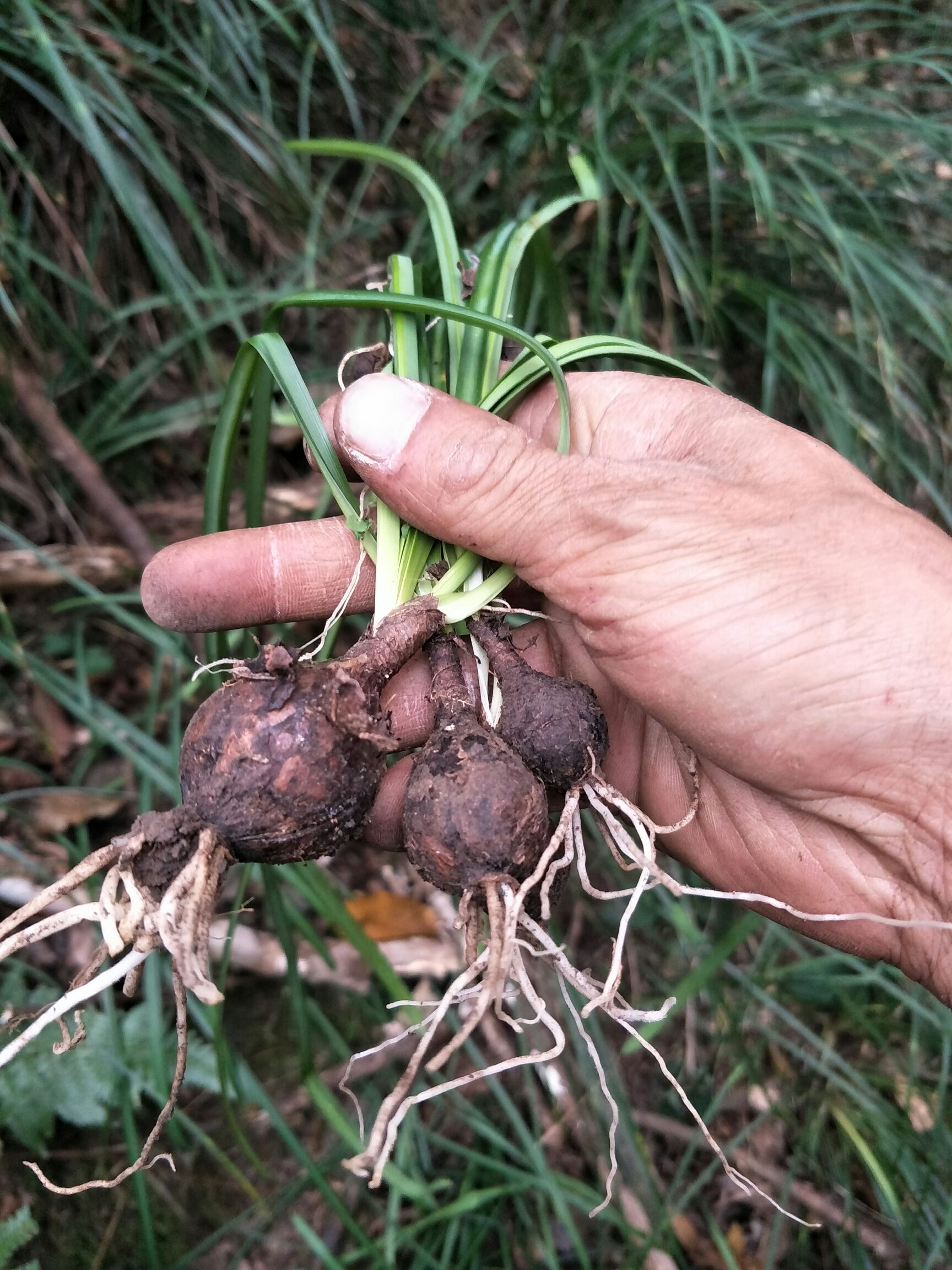 石蒜苗 红花石蒜,传说中的彼岸花