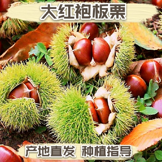 平邑县大红袍板栗苗  大红袍板栗树苗 嫁接板栗苗 大果板栗树苗 南
