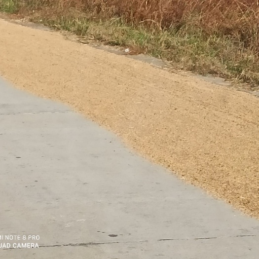 糯稻谷  糯米谷 糯谷 真实产品