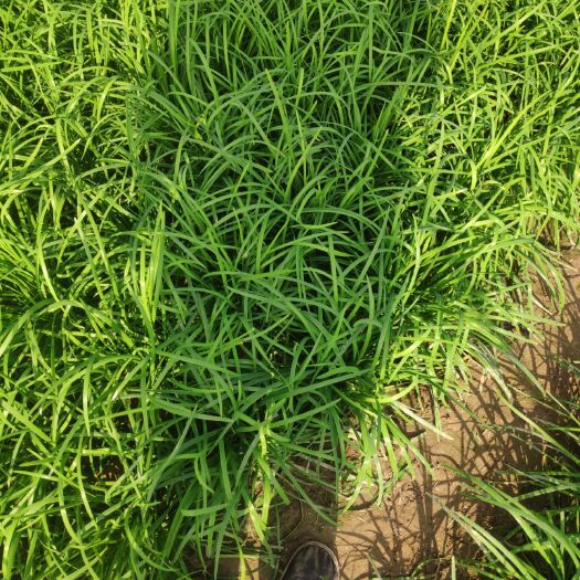 商丘大叶韭菜 二茬 